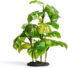 Image result for Araceae