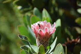 Image result for Ipomoea protea