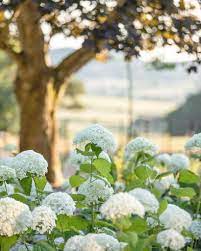 We did not find results for: Hydrangea Meaning What Does This Flower Symbolize