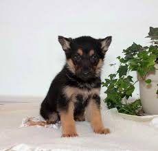 8 wks old, shots and tail docked. German Shepherd Puppies For Sale Iowa Petsidi