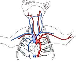 O scalpel o preserved cat (see diagram 1) o forceps o dissection scissors o bone cutters o metal probe o blunt point probe o weigh boat o observations: Cat Dissection