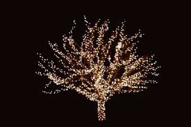 In most cases, the miniature comes in strands of 50 or 100. Christmas Lights On A Deciduous Tree Outdoor Christmas Lights Christmas Lights Outdoor Trees Hang Christmas Lights