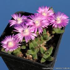 Image result for Dipcadi marlothii