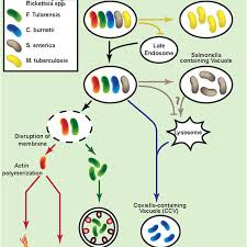 Life Cycle Of Intracellular Bacteria M Tuberculosis Inhibits The Download Scientific Diagram