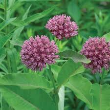 Purple Milkweed Asclepias Purpurascens Asclepias Milkweed Michigan Gardening