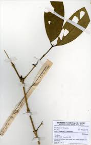 Image result for Belonophora coffeoides