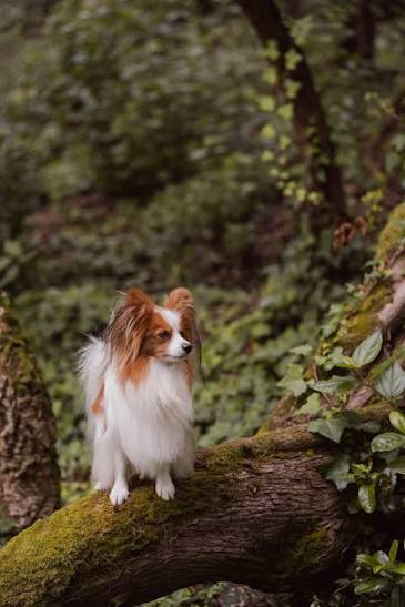 Papillon Dog Breed Health and Care | PetMD