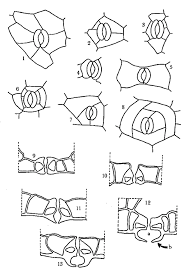 Image result for Burttia prunoides