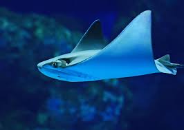 Image result for Stingray