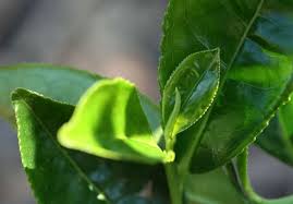 La Cuisine Du Jardin Loose Leaf Tea Herbs Plant Leaves