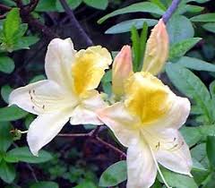 Rhododendron Toucan Azaleas Rhododendron White Azalea