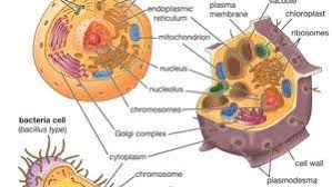 Structure in an animal cell that helps to organize cell division. Cell Definition Types Functions Diagram Division Theory Facts Britannica