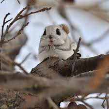 Check spelling or type a new query. Japanese Photographers Share Photos Of Chonky Siberian Flying Squirrels 9gag