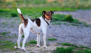 Image result for foxteriér hladkosrstý