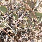 Image result for Adenolobus pechuelii