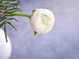 Jun 25, 2020 · can you grow ranunculus flowers in pots or containers? How To Grow Ranunculus The Peony Alternative Of The South