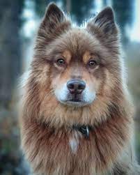 Pin By Darya Kilinc On Chiens Beau Pitou Cute Dogs Breeds Aggressive Dog Cute Dogs