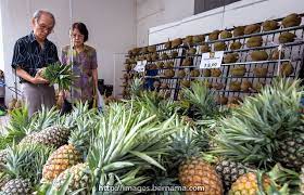 We did not find results for: Musang King Nanas Kelapa Aset Pendapatan Sabah Pada Masa Depan Malaysia Aktif
