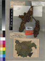 Image result for Girardinia bullosa