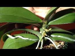 The ideal time to repot orchids is when they go out of bloom and phalaenopsis is no exception. Identifying A Bloom Spike On A Phalaenopsis Orchid From Repotme Com Youtube