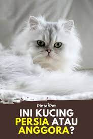 Perbedaan Kucing Persia Dan Anggora Mulai Ciri Fisik Tingkah Laku Dan Harganya Kucing Persia Kucing Tips Perawatan Kucing