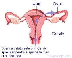 Dacă ești în căutarea celor mai eficiente poziții sexuale pentru a rămâne însărcinată, specialiştii au câteva. 3 Pozitii Sexuale Ideale Pentru Conceperea Unui Copil Desprecopii Com