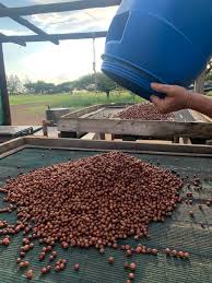 Image result for Coffea racemosa