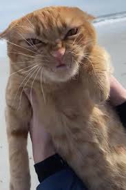 You Have To See This Cat S Reaction To The Wind At The Beach Daily Paws