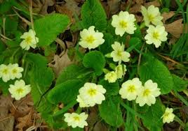 I ranuncoli sono fiori di primavera spontanei, freschi, dall'aspetto giovanile ed affascinante, grazie anche al loro colore brillante. Fiori Di Campo Primaverili Pollicegreen