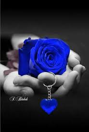 Gothic Black And Blue Roses Pin By Susi Steis On Black And Blue Blue Roses Good Morning Roses Blue Rose