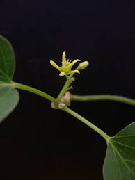 Image result for Schizostephanus alatus