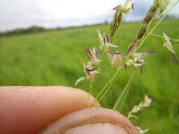 Image result for Leersia hexandra