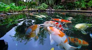 You should not consider putting koi in a but how about protecting your koi? Fish For Small Garden Ponds Goldfish Comets Shubunkins