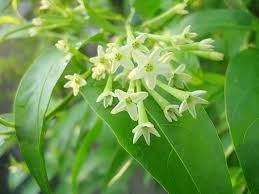 Cestrum nocturnum plant or night blooming jasmine for growing. Night Blooming Jasmine Cestrum Live Plants Very Fragrant Flowers Starter 3 To 5 Inches Tall In 2021 Night Blooming Flowers Night Blooming Jasmine Jasmine Plant