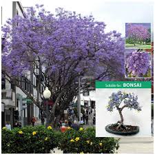 Especially when they are planted in a bonsai pot, jacaranda trees must be protected from. Jacaranda Mimosifolia Seeds The Climbing Fig