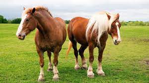 Can You Ride A Belgian Draft Horse And Are They Gaited