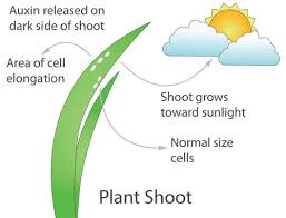 The latest lights can be used to alter how plants grow, how they taste and how nutritious they are. 9 24 Plant Responses Biology Libretexts