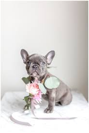 Lancaster puppies advertises puppies for sale in pa, as well as ohio, indiana, new york and other states. Dc Lifestyle Shoot Puppy Announcement Photos Cale And Lori Kir2ben Com Puppy Announcement Dog Announcement French Bulldog Puppies