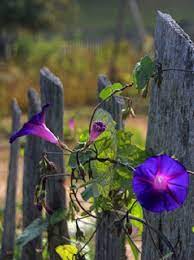 Simple Pleasures Found On Peacefullydoesit Tumblr Com Beautiful Flowers Morning Glory Morning Glory Flowers