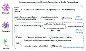 Image result for Stroke Pathophysiology