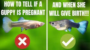 Since female guppies tend to be always a little chunky how do we tell if your guppy is pregnant? How To Tell If My Guppy Is Pregnant And When She Will Give Birth Simple And Easy Methods Youtube