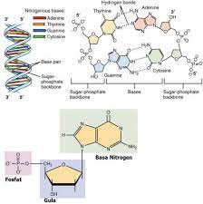 5 panca indra (fisiologi) : Nukleotida Struktur Fungsi Dan Contoh Konsep Pentingnya Usaha Tiga Dua Satu