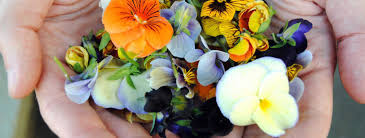 Les fleurs comestibles offrent mille possibilits. Comment Utiliser Les Fleurs Comestibles Amanvida