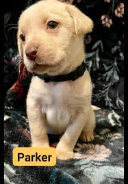 Labrador puppies for adoption