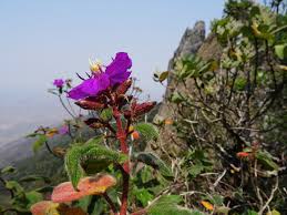 Image result for Dissotis melleri