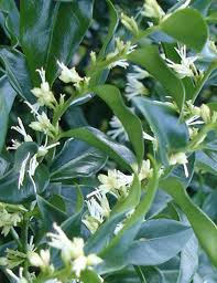 Image result for Lonicera confusa