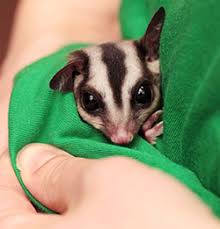 Sugar Gliders Canadian Veterinary Hospital Doha Qatar
