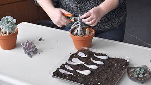 Propagation on top of the soil. How To Propagate Succulents Gardener S Supply