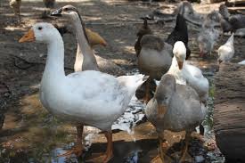 When you have scared the geese away, it is important that you take measures to keep them from coming back. Great Reasons To Raise Geese In Your Back Yard Pethelpful
