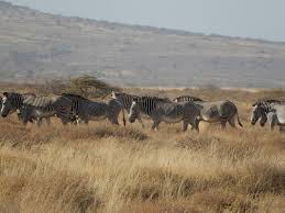 The range of these zebras extends from the south of ethiopia to as far south as eastern south africa, as well as in botswana and eastwards through east africa. Grevy S Zebra The Great Grevy S Rally